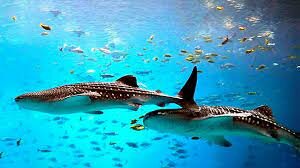 CONVENIO PARA LA PROTECCIÓN Y DESARROLLO DEL MEDIO MARINO EN LA REGIÓN DEL GRAN CARIBE. CARTAGENA DE INDIAS