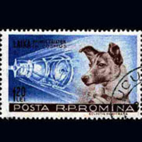First Dog in Space