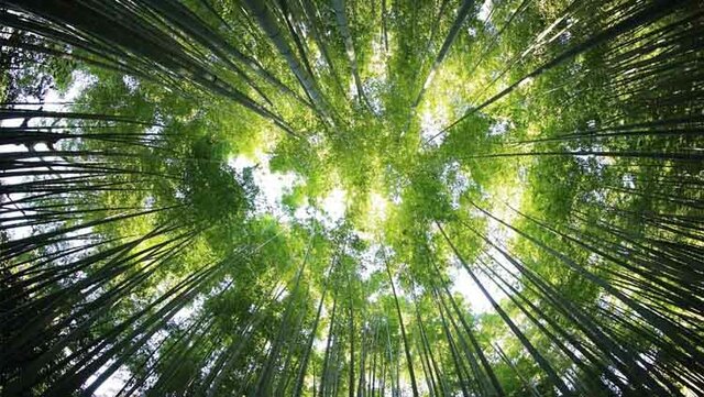 Primeras formas de vida