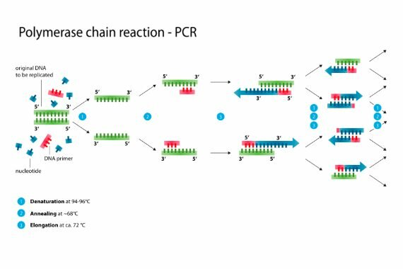 Reacción en cadena de polimerasa.