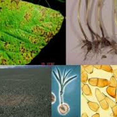 Timeline: Historia de los conceptos de causa y enfermedad: paralelismo entre la Medicina y la Fitopatología