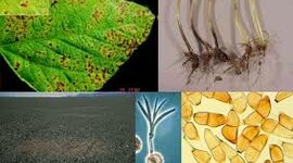 Timeline: Historia de los conceptos de causa y enfermedad: paralelismo entre la Medicina y la Fitopatología