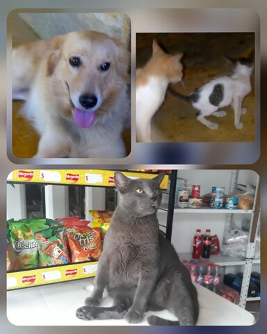 HIJOS PERRUNOS Y GATUNOS