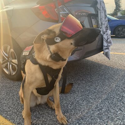 Timeline: History of Military Dogs