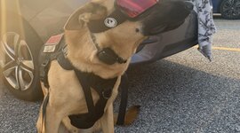 Timeline: History of Military Dogs