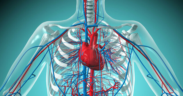 Sistema CardioVascuala (William Harvey)