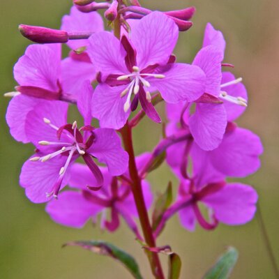 Timeline: Stilly's Timeline