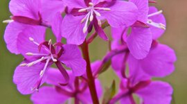 Timeline: Stilly's Timeline