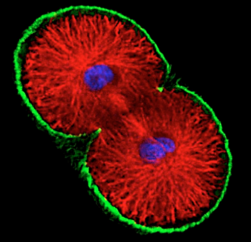 Hechos significativos
