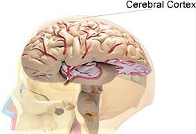 Corteza cerebral
