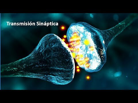 Teoria de la transmisión sináptica
