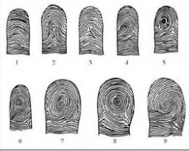Steps towards fingerprint identification
