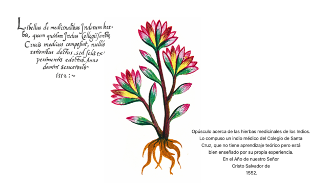 Códice de plantas curativas americanas