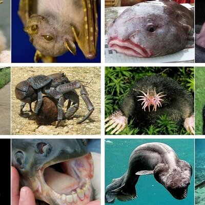 Timeline: Taxonomia evolució