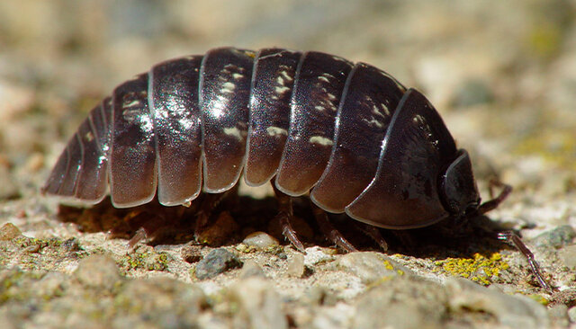 Disminución de la producción de la cochinilla