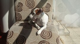 Timeline: My Ricus Picus