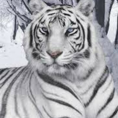 Timeline: campeonatos de futbol