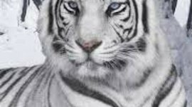 Timeline: campeonatos de futbol