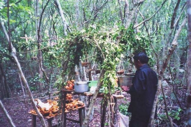 Rituales para alejar enfermedades en plantas