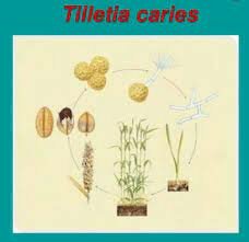 se encuentran esporas de hongos con la caries del trigo