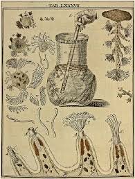 Denominación termino Bacteria