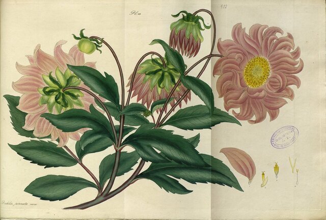 La cátedra de botánica