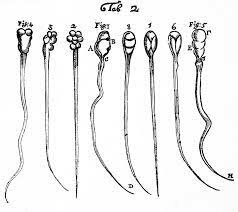 Antonie van Leeuwenhoek (the observation of sperm cells)