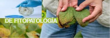 HISTORIA DE LA FITOPATOLOGIA