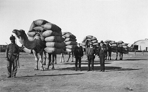 An Afghan camel driver with a camel train loaded with chaff