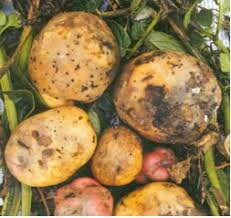 TEORIA MICROBIANA SIN PASTEUR Y KOCH