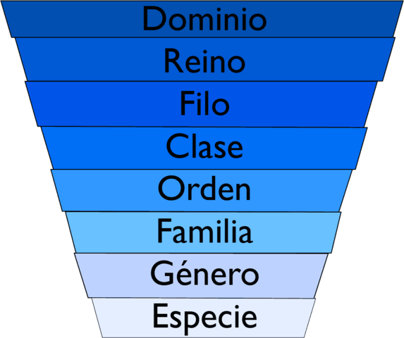 Carl wosee propone un rango mas alto ¨ dominio¨