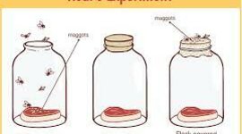 Timeline: Francesco Redi