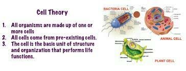 What is cell theory?