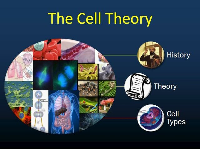 What is Cell Theory?