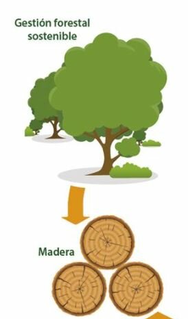 Extracción de Materia Prima