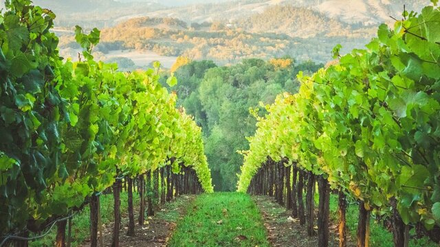Naboth's Vineyard