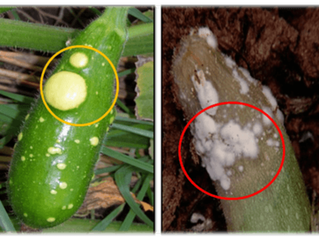 1845 Teoría microbiana sin Pasteur y Koch