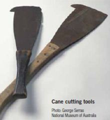 Cane Knives