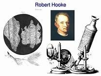 Robert Hooke first to view a cell.