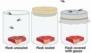 Spontaneous Generation - Redi
