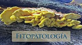 Timeline: Historia de los conceptos de causa y enfermedad