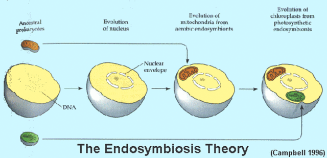 Biologist Lynn Margulis first made the case for endosymbiosis.