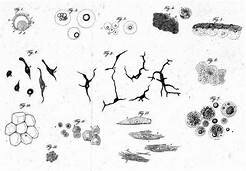 Matthias Schleiden and Theodor Schwann concluded that cells are part of living thing.