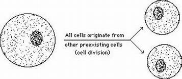 Rudolf Virchow proposed that cells come from other cells.