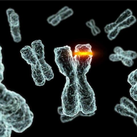 NEODARWINISMO (La teoría sintética)