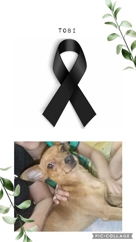 Muerte de mi mascota