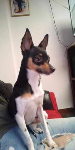 Cuarentena y llegada de mi perrita Ambar a la casa