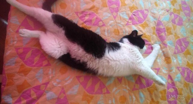 Adopción de mi primera mascota (Manolo)