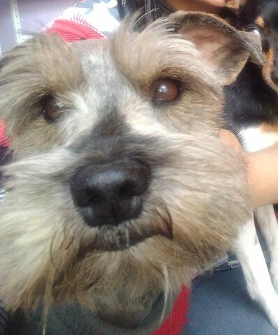 Llegada de mi perrito Toby