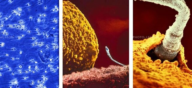 Concepción "Bem (1981) y Spence (1993)".